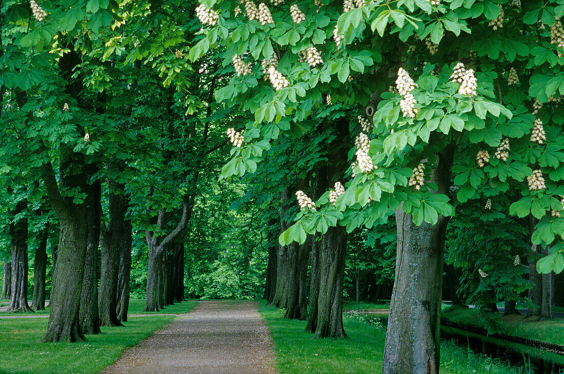 Kastanienallee, Schloss Nordkirchen, Münsterland, Nordrhein-Westfalen, Deutschland