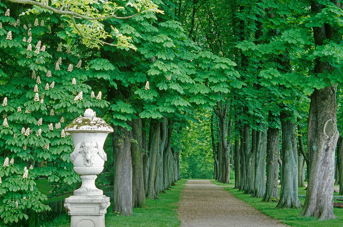 Kastanienallee, Schloss Nordkirchen, Münsterland, Nordrhein-Westfalen, Deutschland