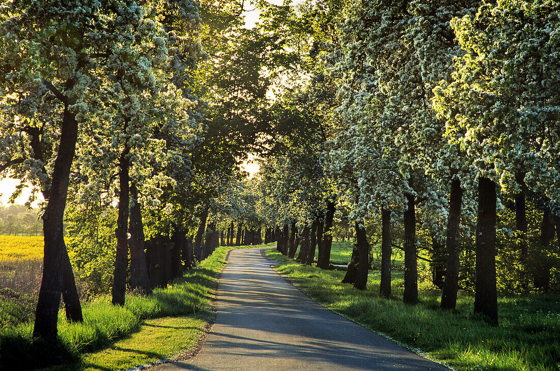 Pear alley, Münsterland, North Rhine-Westphalia, Germany