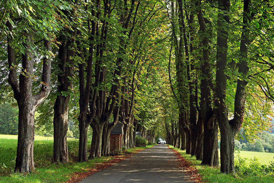 Chestnut alley to the cemetery, Herschbach, Rhineland-Palatinate, Germany