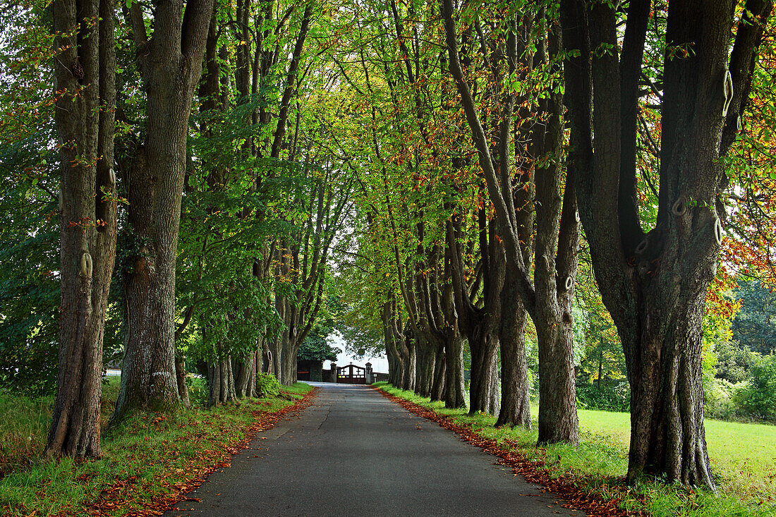 Chestnut alley to the cemetery, Herschbach, Rhineland-Palatinate, Germany