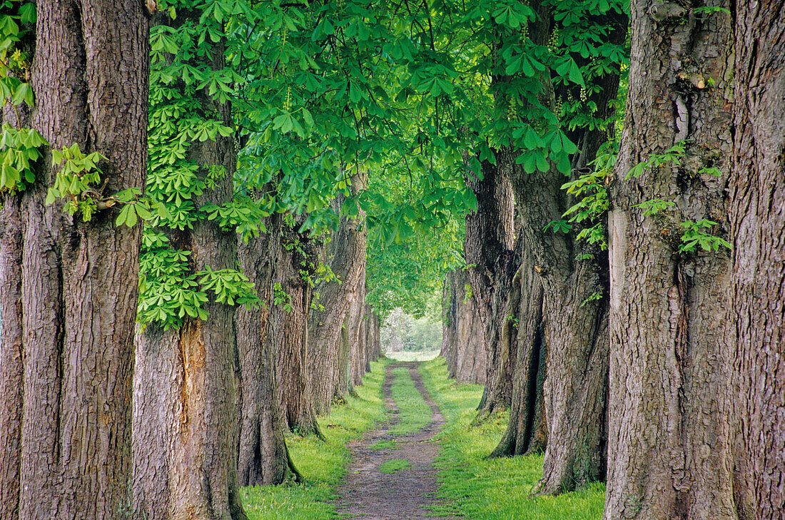 Chestnut tree alley, Mecklenburg-Western Pomerania, Germany