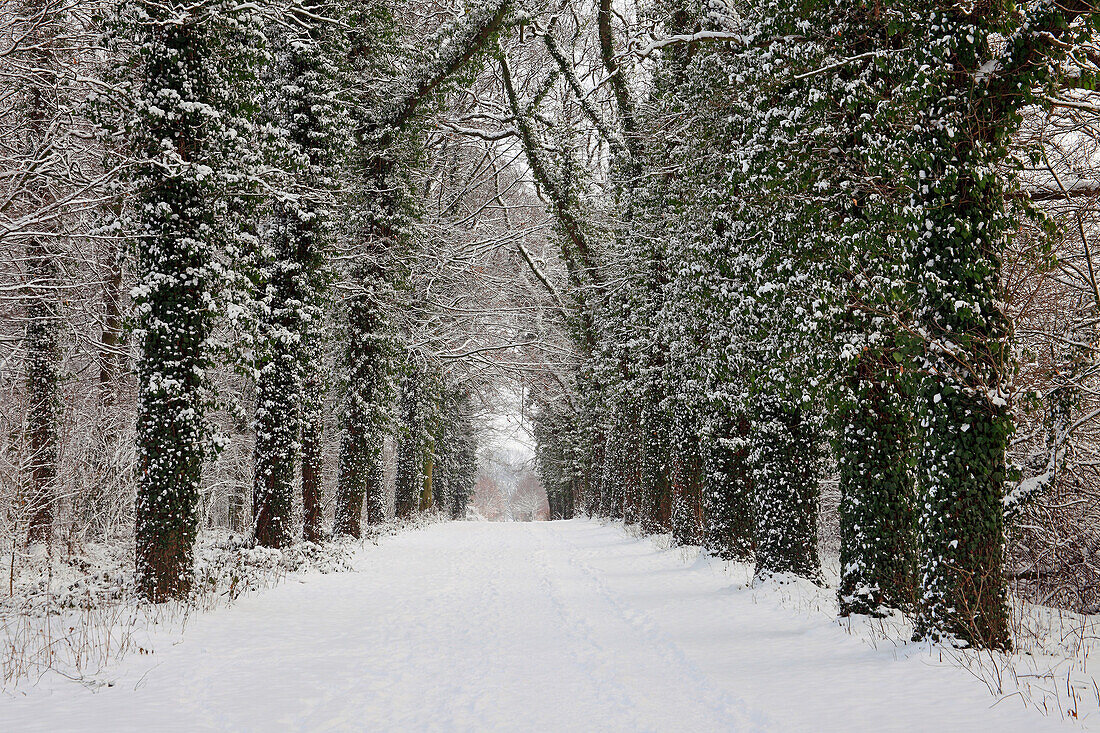 Alley of chestnuts and oaks at Westerwinkel moated castle, near Ascheberg, Muensterland, North Rhine-Westphalia, Germany