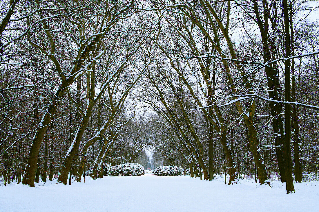 Platanenallee im Park, Wasserschloss Nordkirchen, Münsterland, Nordrhein-Westfalen, Deutschland