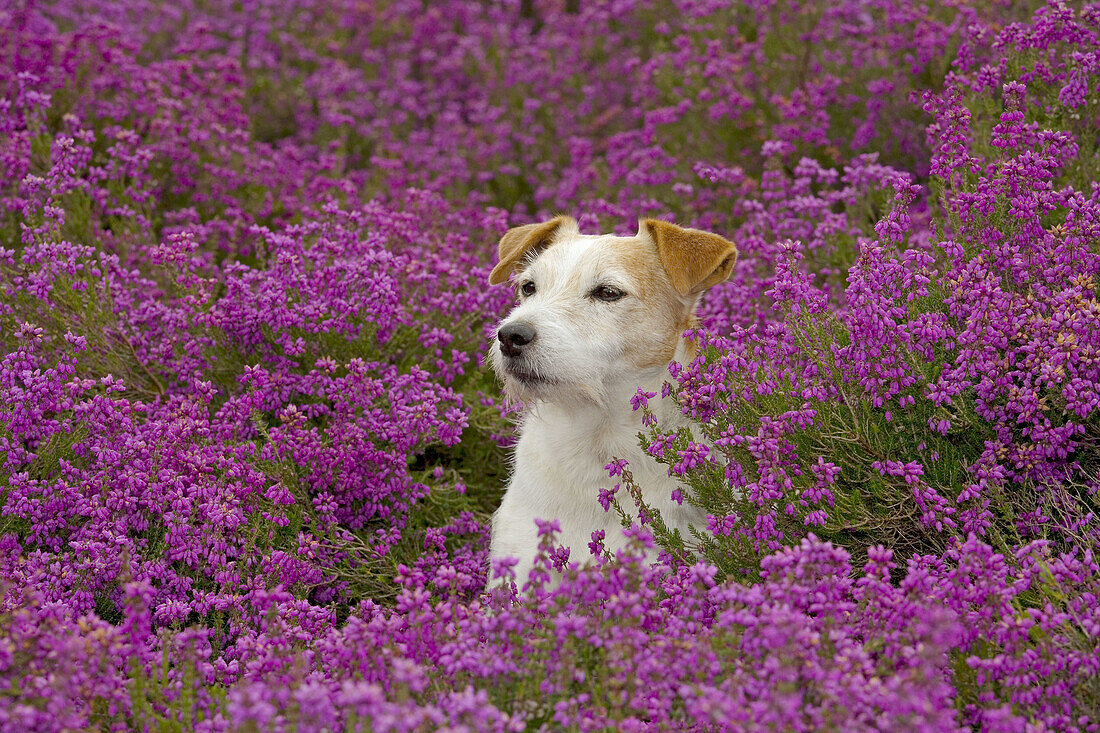 Jack Russel Terrier sitzt im Heidekraut