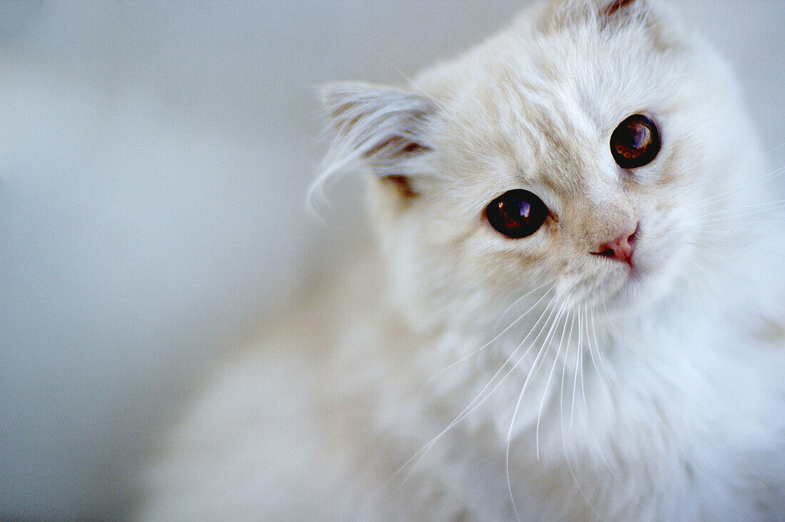 weiße Hauskatze, Katze, Kätzchen