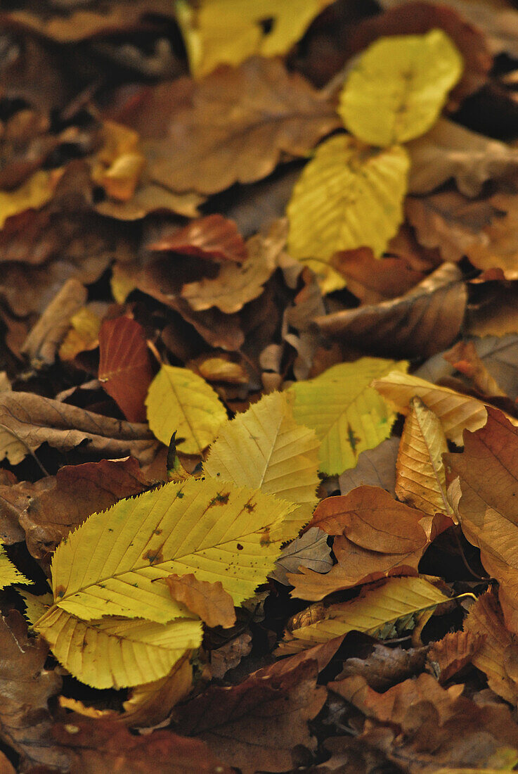 Gelbes Buchenlaub mit braunem Herbstlaub am Boden, Hessen, Deutschland, Europa