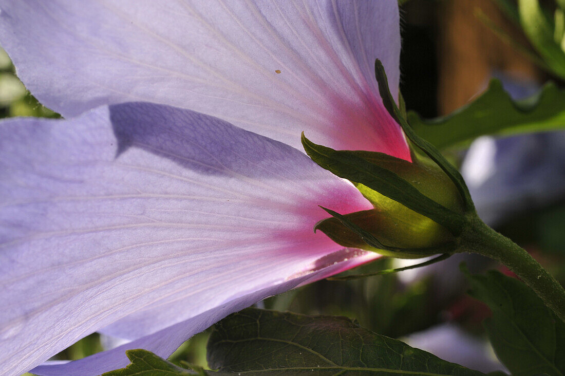 Nahaufnahme eines Hibiskus Blütenkelchs im Gegenlicht