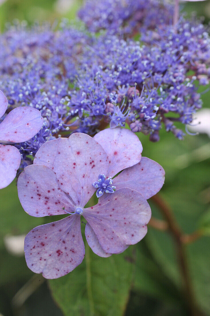 Nahaufnahme der violetten Blüte einer Samthortensie