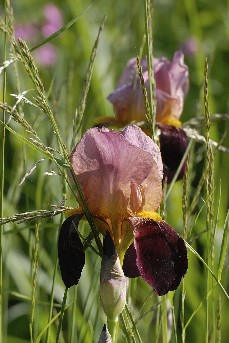 Rote Iris mit Grashalmen
