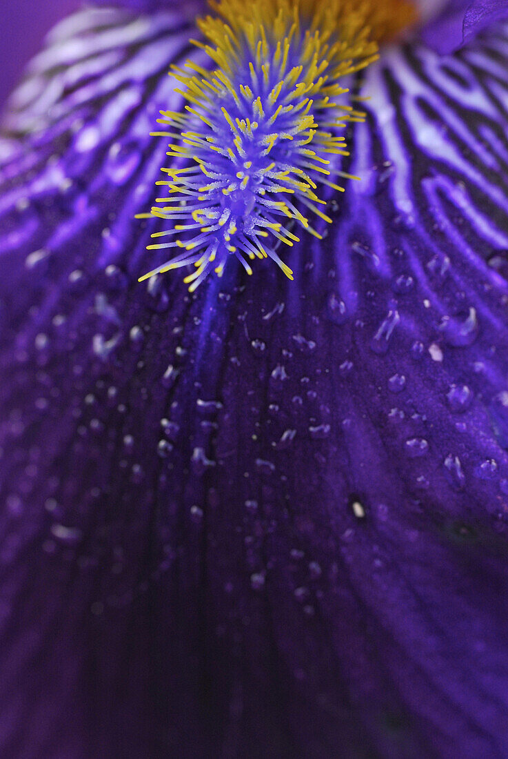 Nahaufnahme einer violetten Iris mit Staubblättern und Wassertropfen