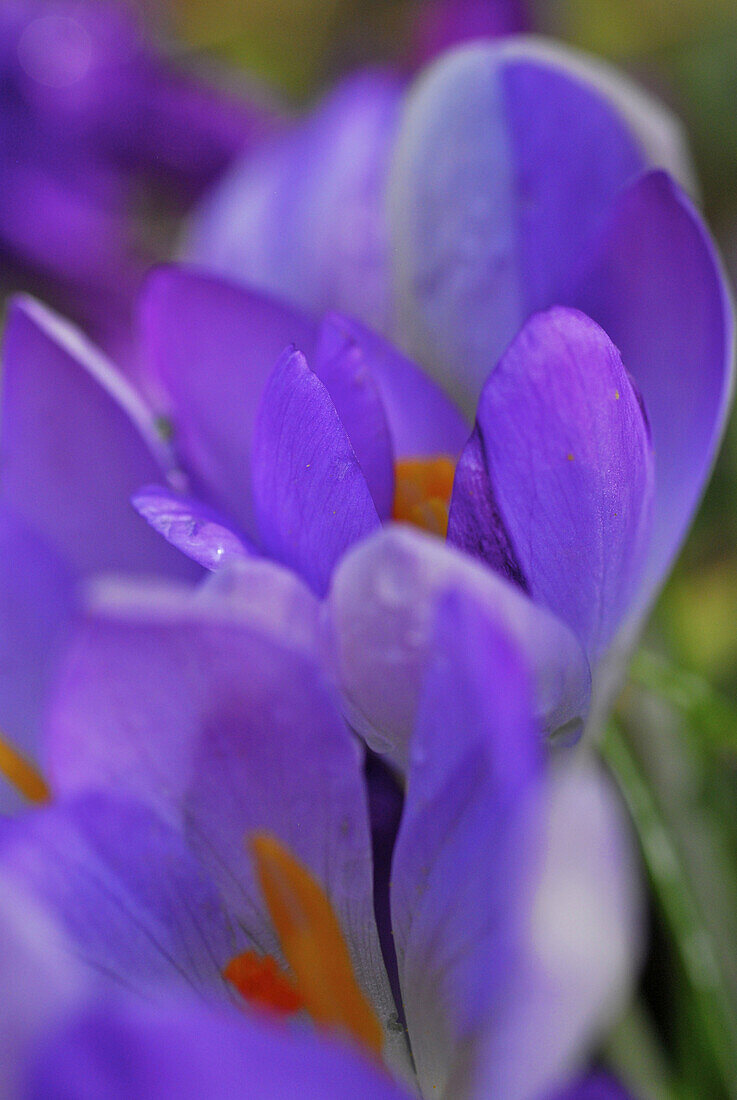 Nahaufnahme eines violetten Krokus