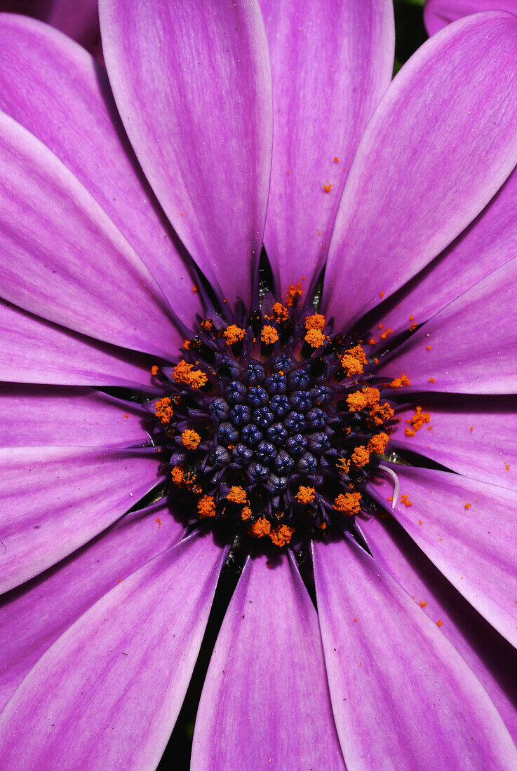 Close up of violet Osteospermum