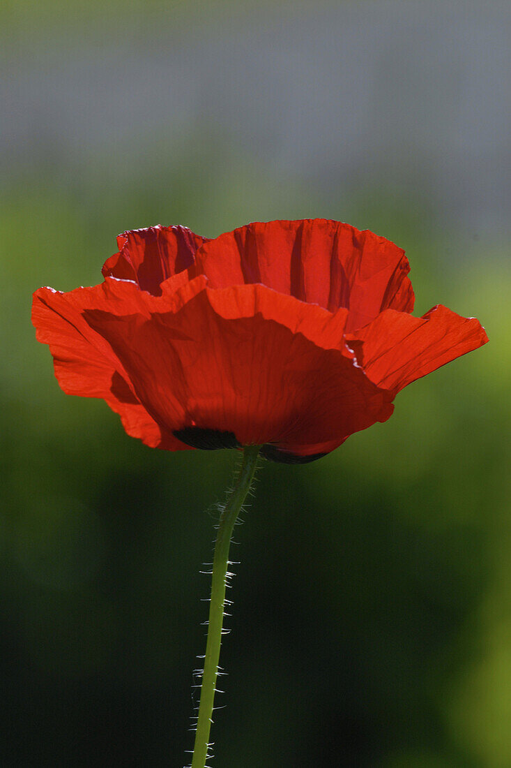 Red poppies in the garden, Germany, Europe