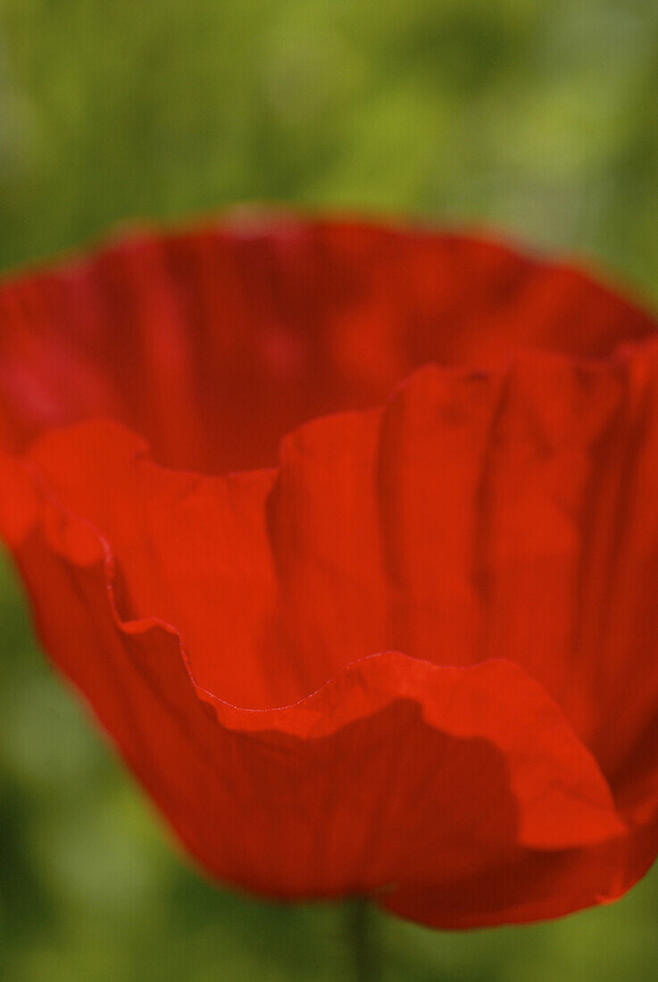 Red poppies in the garden, Germany, Europe