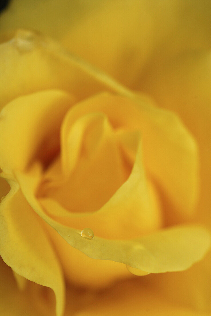 Nahaufnahme von gelber Rosenblüte mit Wassertropfen