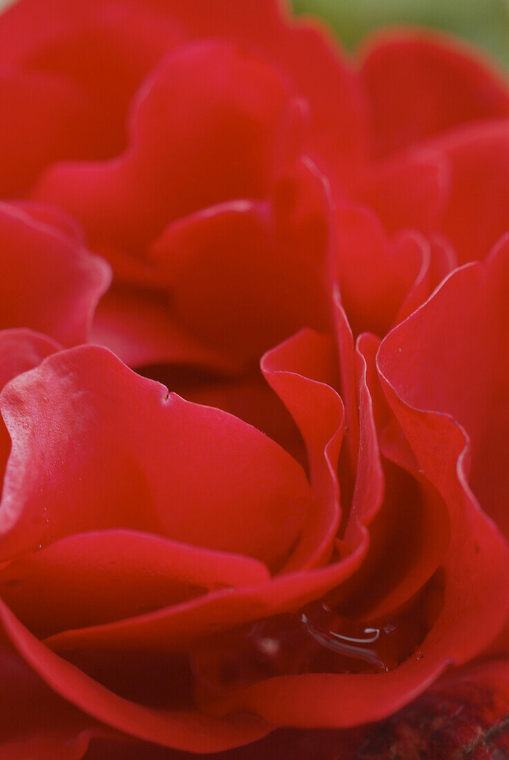 Nahaufnahme von roter Rosenblüte mit Wassertropfen