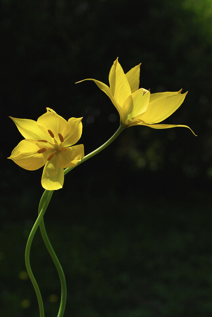 Yellow wild tulips in the sunlight