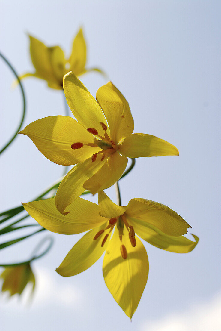 Yellow wild tulips in front of clouded sky