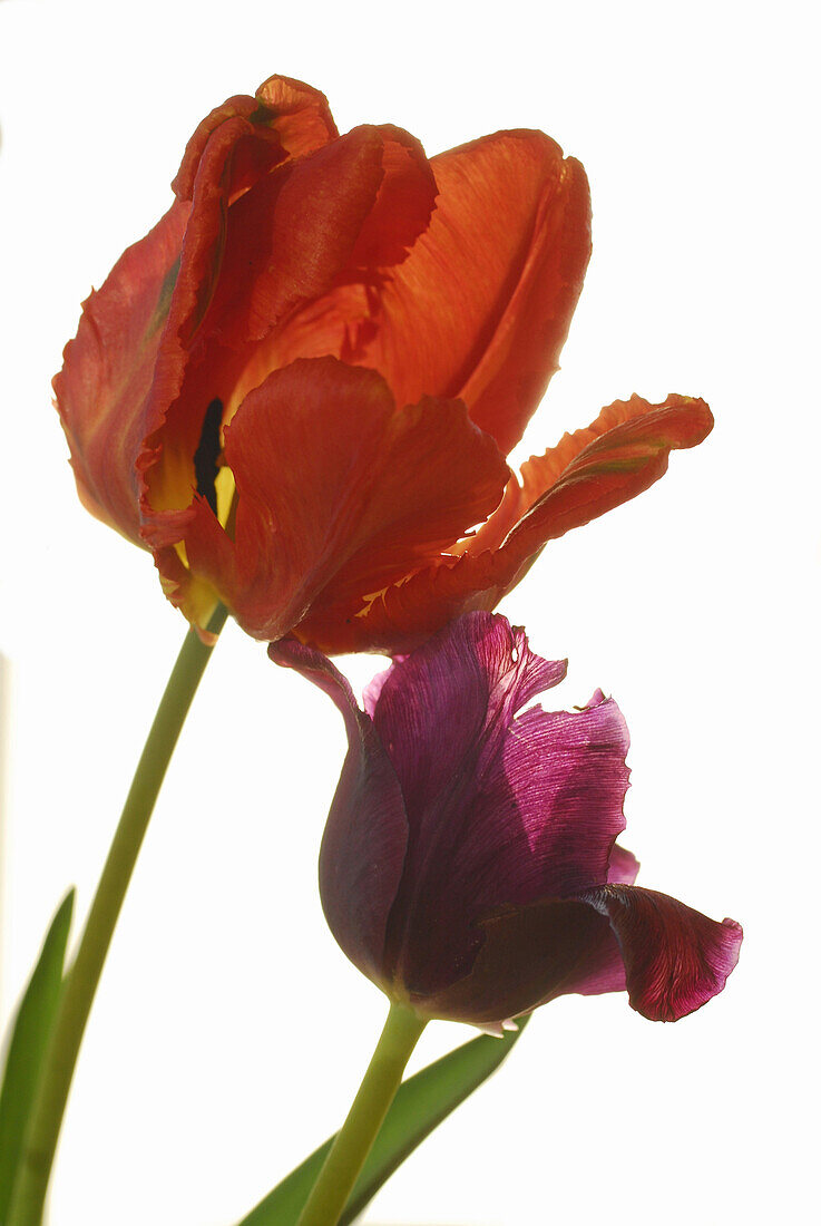 Parrot tulips in front of white background