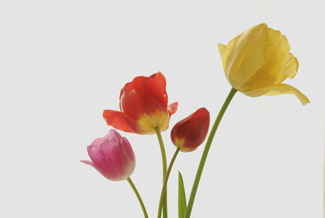 Close up of a bunch of fully blooming garden tulips in front of white background
