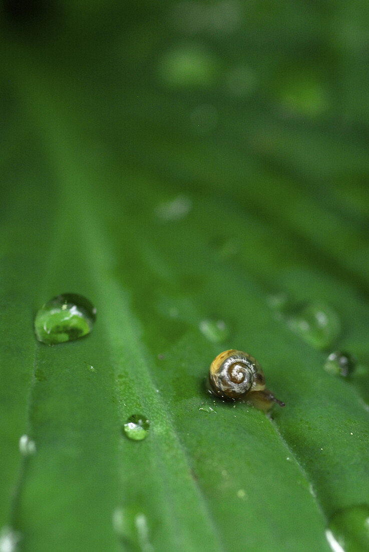 Nahaufnahme von Funkienblatt mit sehr kleiner Schnecke und Wassertropfen