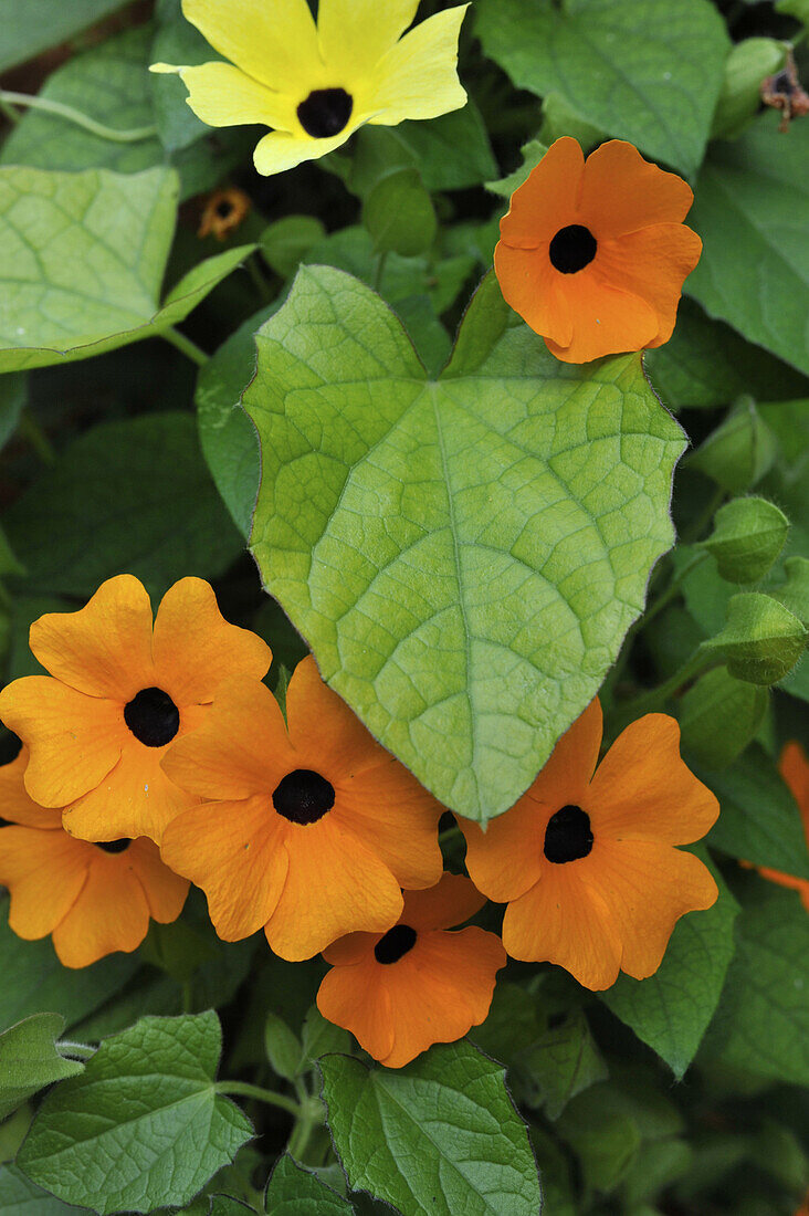 Flowers and leaves of thunbergia alata