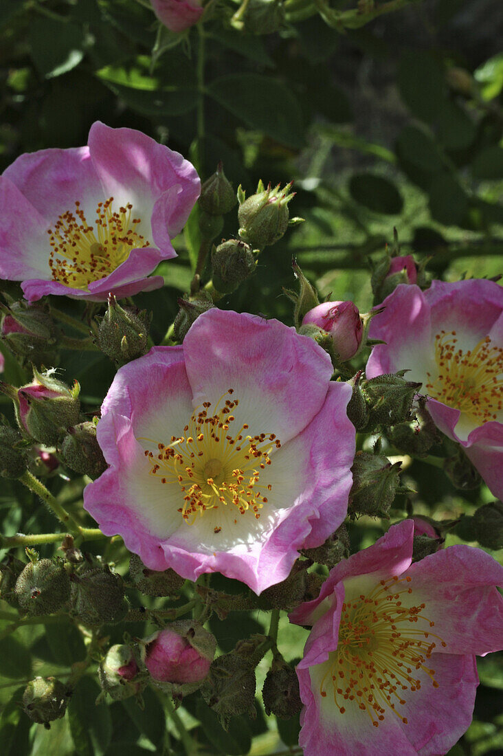 Rosa und weiße ungefüllte Rose, Domaine de Charance, Gap, Haute Provence, Frankreich, Europa