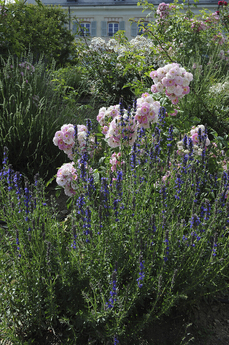 Rosengarten mit Lavendel vor dem Schloss, Domaine de Charance, Gap, Haute Provence, Frankreich, Europa