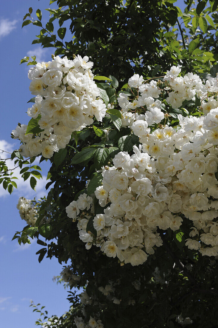 Weisse Rambler Rose im Rosengarten, Domaine de Charance, Gap, Haute Provence, Frankreich, Europa