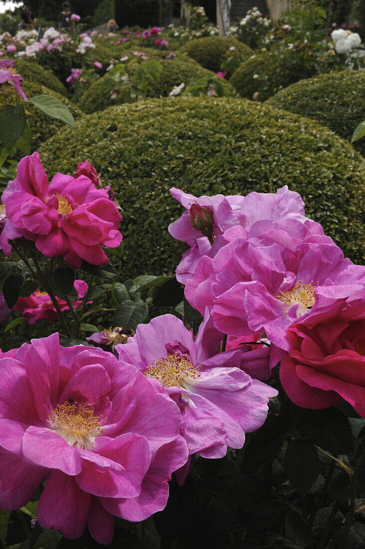 Nahaufnahme von magenta farbenen Rosen vor rundem Buchsbaum im Rosengarten, Domaine de Charance, Gap, Haute Provence, Frankreich, Europa
