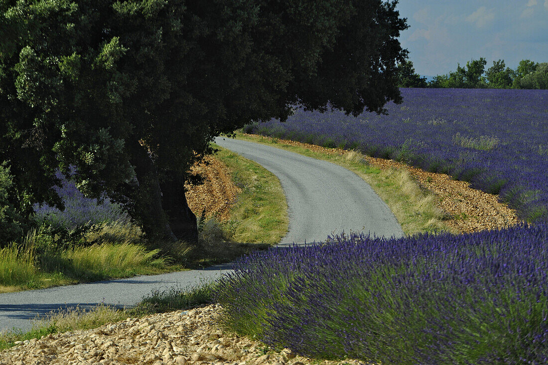 Blooming lavender, country road and tree on the plateau of Valensole, Provence, France, Europe