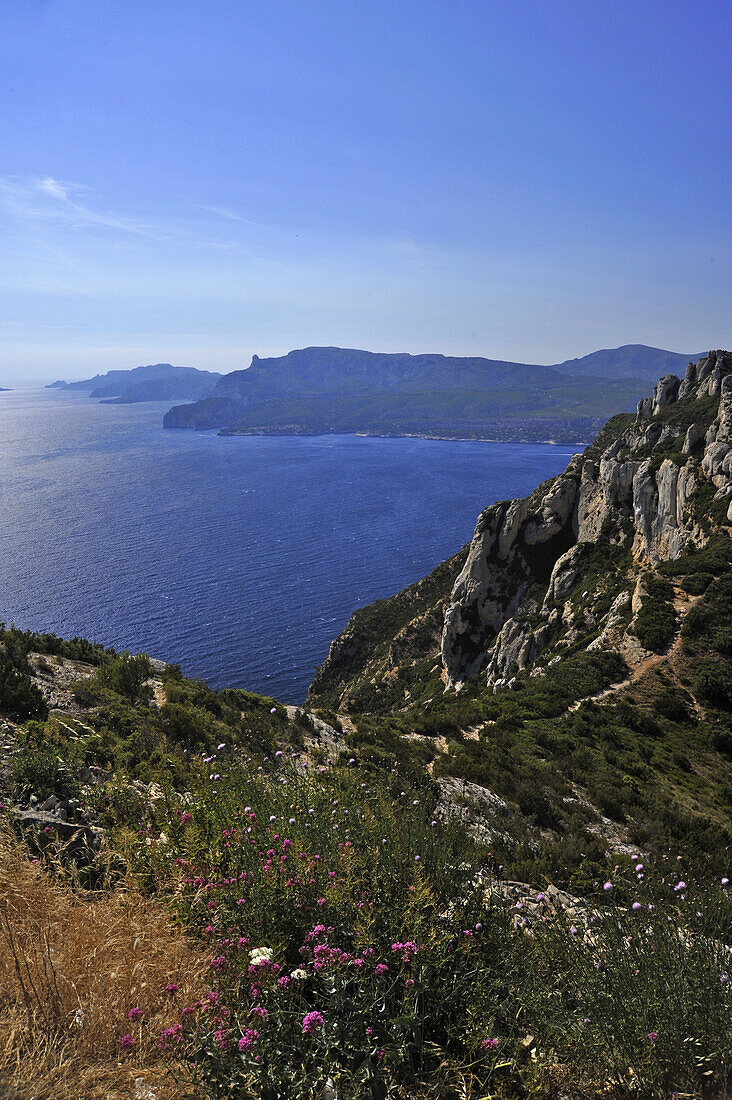 Landschaft am Corniche des Cretes mit Meer und Blumen, Calanques, Provence, Frankreich, Europa