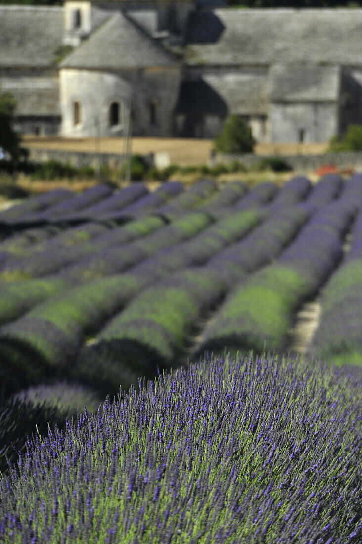 Blooming lavender field in front of the abbey Abbaye de Senanque, Vaucluse, Provence, France, Europe