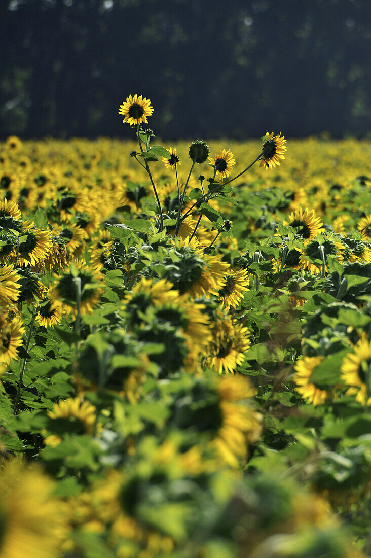 Sonnenblumen im Sonnenlicht, Vaucluse, Provence, Frankreich, Europa