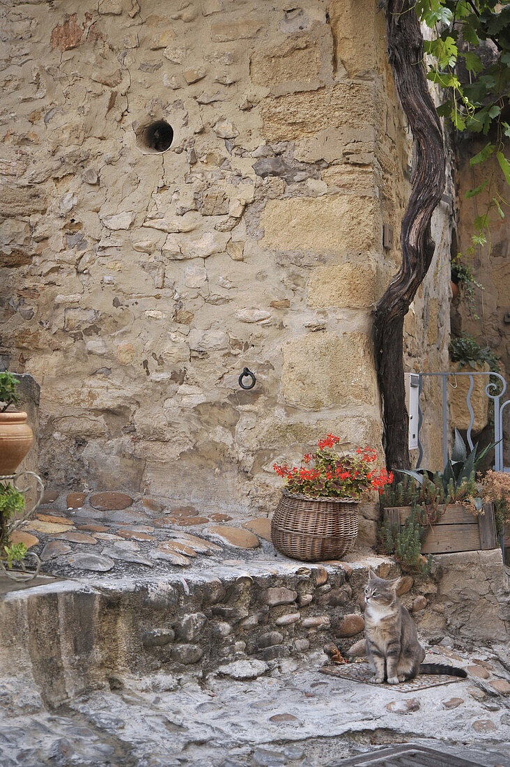 Katze vor einem Gebäude der mittelalterlichen Stadt Vaison la Romaine, Vaucluse, Provence, Frankreich, Europa
