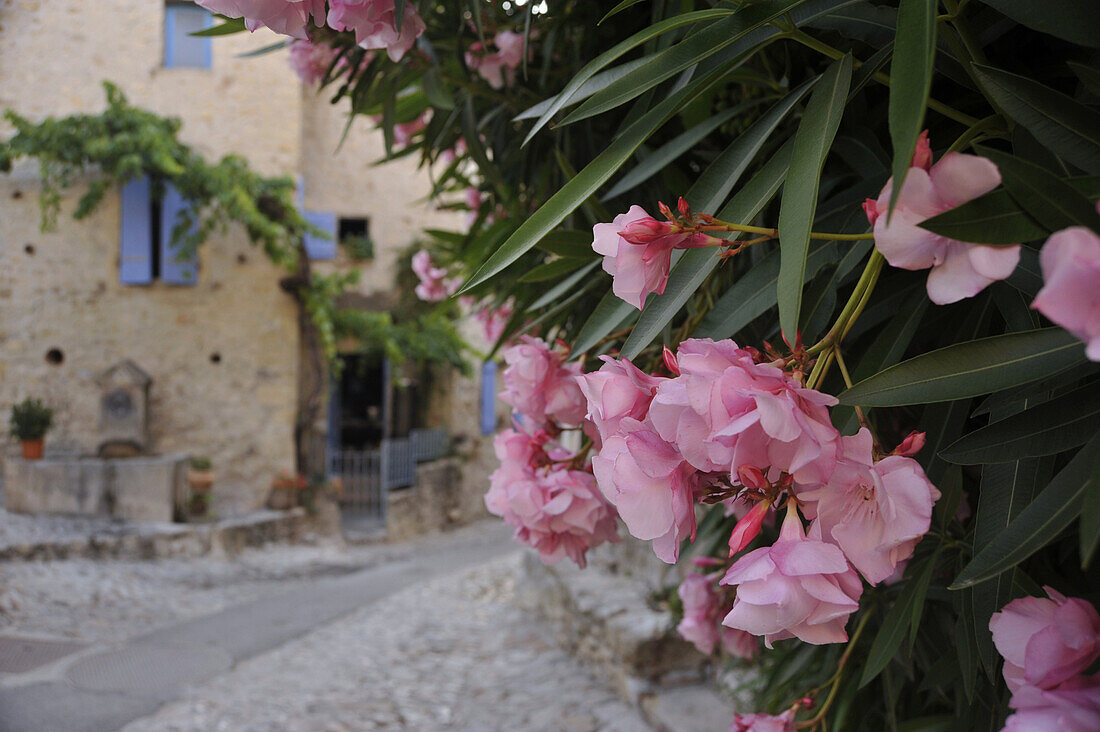 Oleander in den Straßen der mittelalterlichen Stadt Vaison la Romaine, Vaucluse, Provence, Frankreich, Europa