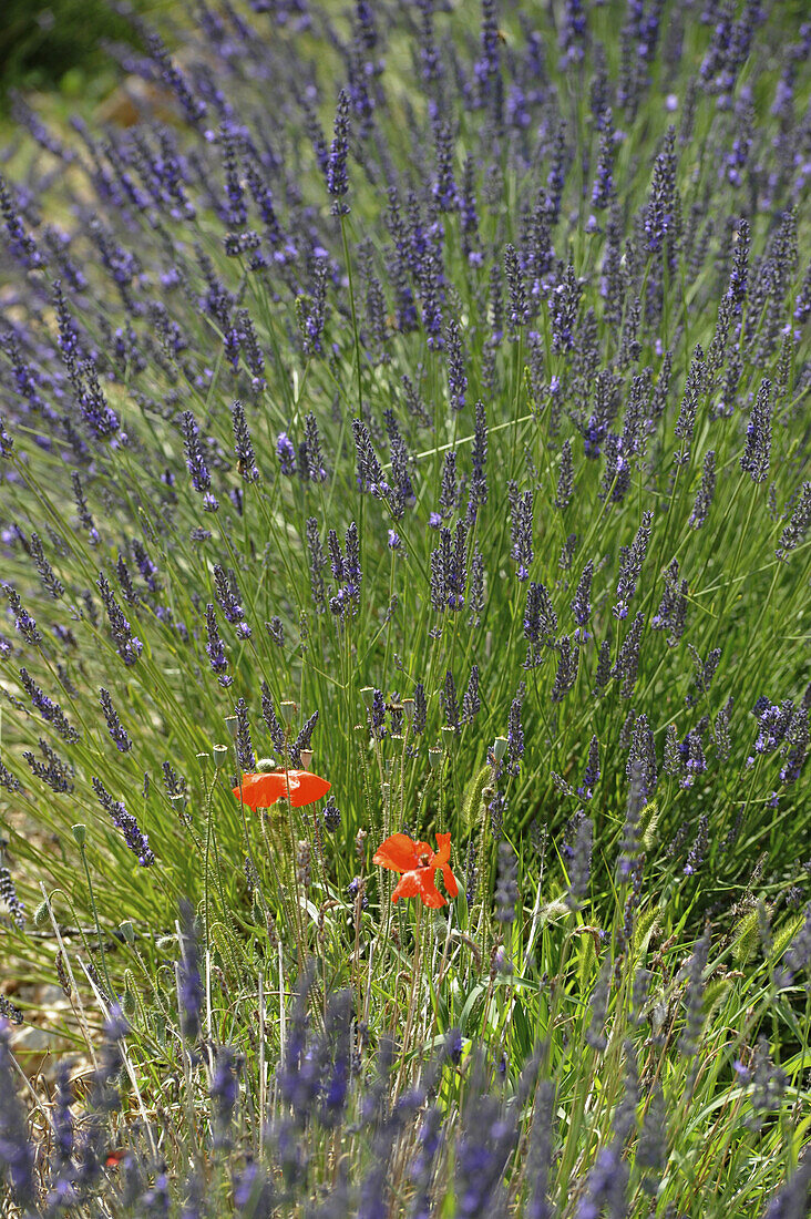 Blooming lavender and poppies on fields at the Baronnies, Haute Provence, Provence, France, Europe