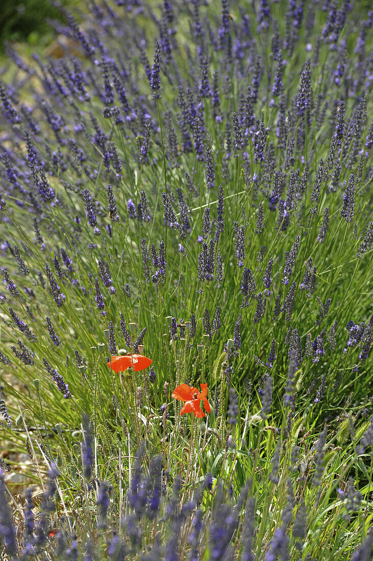 Blühender Lavendel und Mohnblumen, Felder in den Baronnies, Haute Provence, Frankreich, Europa