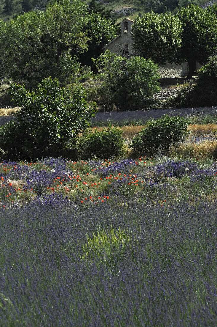 Blooming lavender and poppies on fields at the Baronnies, Haute Provence, Provence, France, Europe