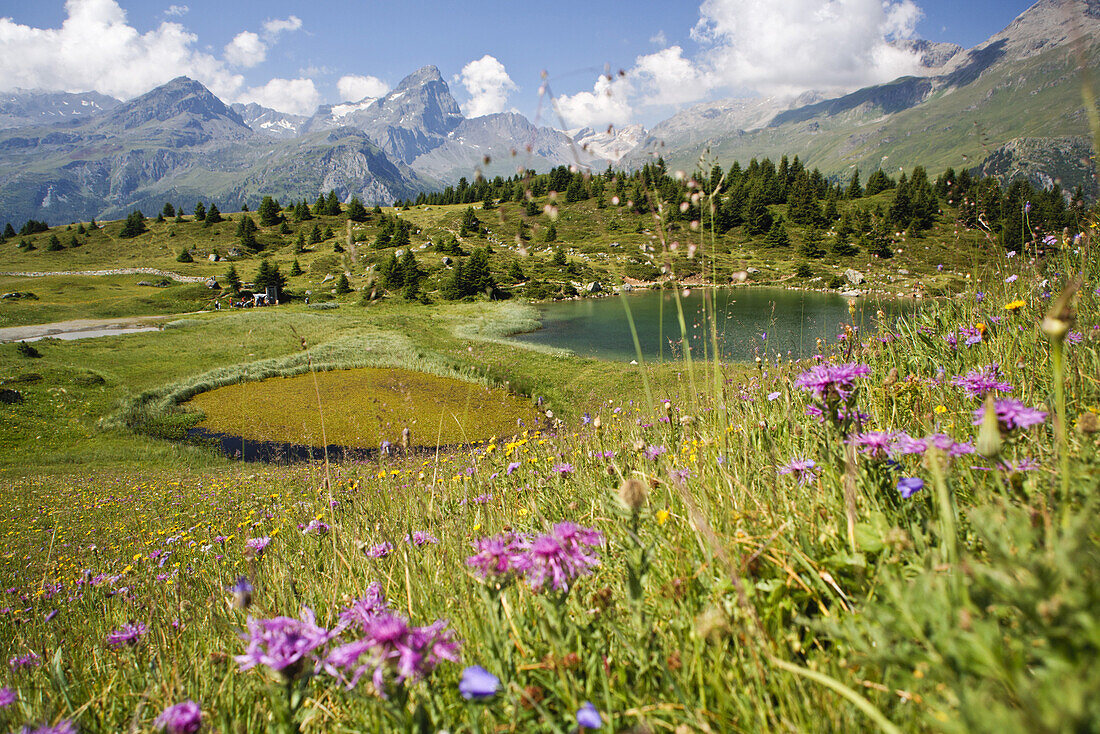 Moor und Seenlandschaft, Alp Flix, Sur, Graubünden Schweiz