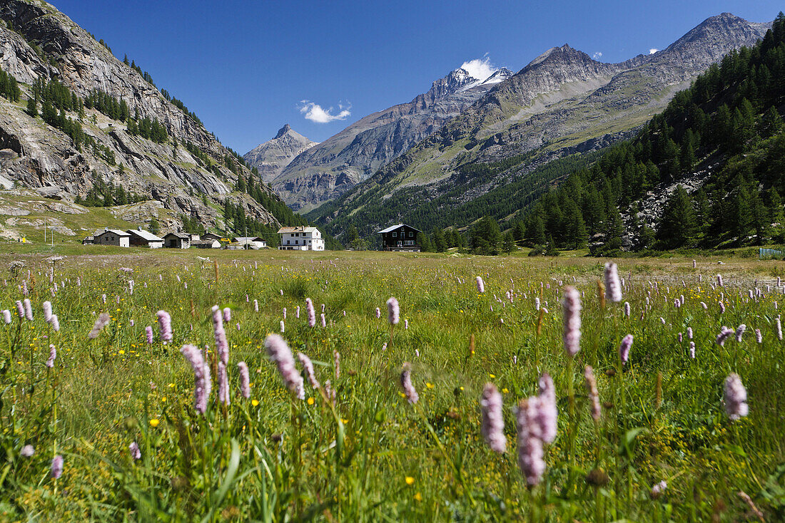 Flower meadow, Pont, Valsavarenche valley, Gran Paradiso National Park, Aosta Valley, Italy