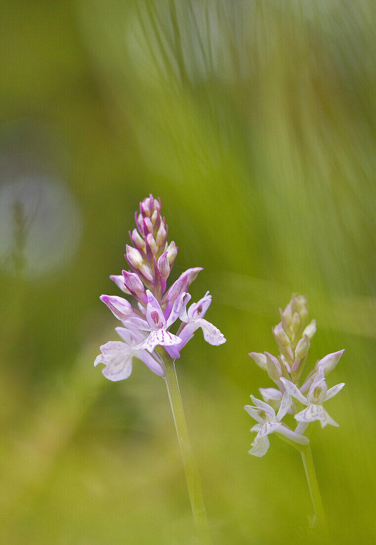 Heath spotted orchids