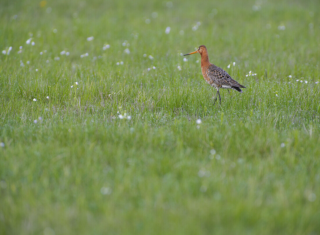 Common redshank