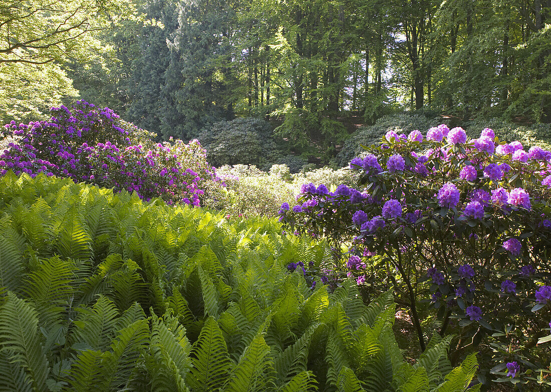 Ferns and Rhododendron