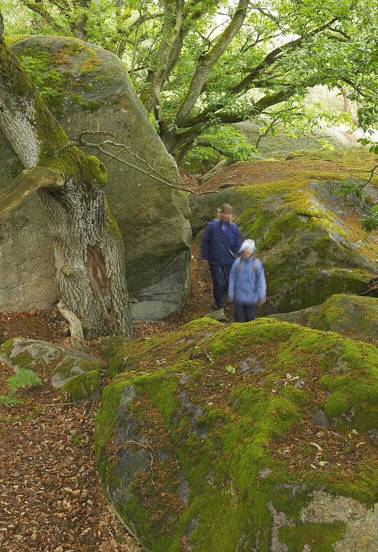 Walk in forest