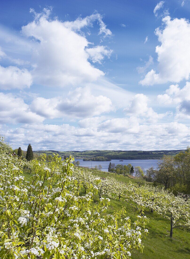 Flowering pear trees at a lake., Ivösjön, Skåne, Sweden