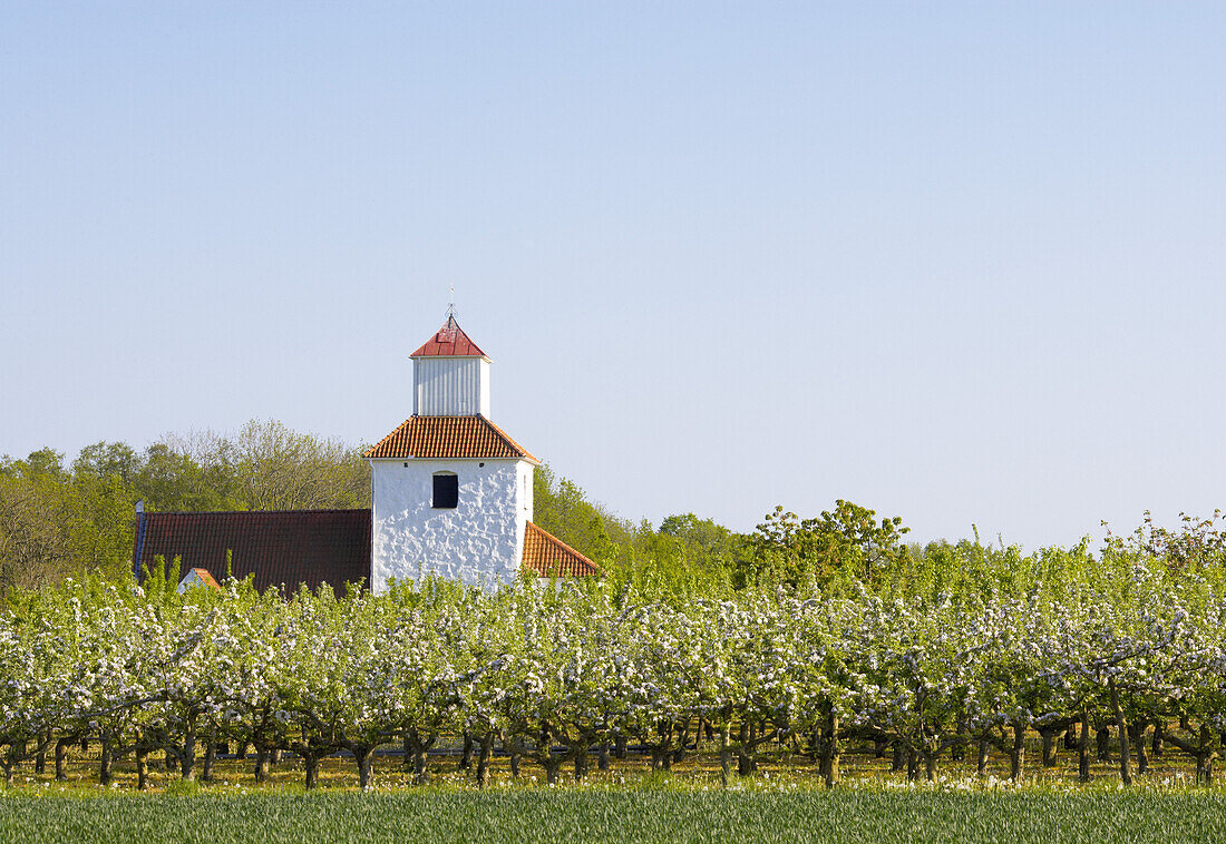 Ivo church in an apple cultivation., Skane, Sweden