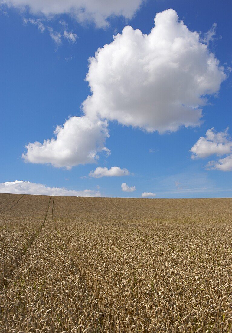 Tracks in grainfield