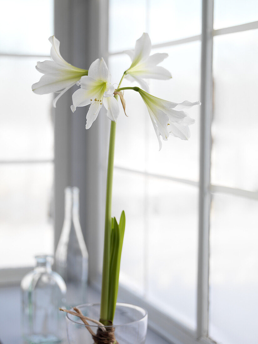 Amaryllis, Skåne, Sweden